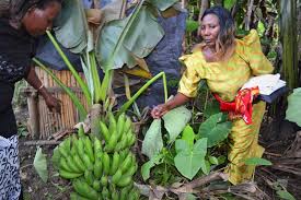 It helps in reducing risk of heart diseases when each group will first identify the pests, defenders and diseases collected. Tuning In To Help Banana Farmers Reap The Fruits Of More Profitable Harvests Cabi Org