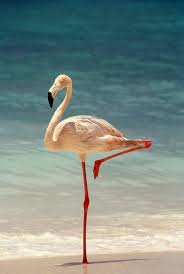 Pin By Marichuy Gana On Flamingos Flamingo Pet Birds Animals Beautiful