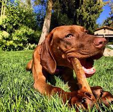 They were bred to spend many hours working outside with their owners, hunting, pointing, and retrieving wild game. How Much Does A Vizsla Or Any Dog Cost Punch Debt In The Face
