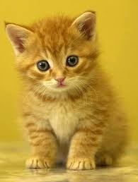 Pin By Anass Hami On Cats Cute Cats And Dogs Cats Kittens