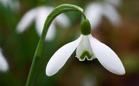 The Best Snowdrop Varieties For Your Garden Nature Inspiration Garden Avenue Garden