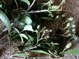 Image result for Maranthes