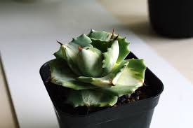 アガベ 王妃雷神白中斑 Agave Ohi Raijin の育て方 成長記録 ゆるぷ