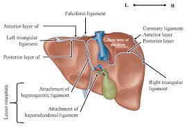 Image result for Lessertia falciformis
