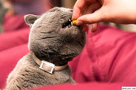 Bir Kedi Bir Solucan Hapi Vermek Icin 5 Neden