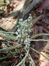 Image result for Microcoelia megalorrhiza