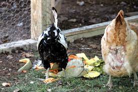 Causes of a bloody bottom in chickens: Reasons For Missing Feathers On Backyard Chickens Tilly S Nest