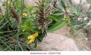 Image result for Barleria galpinii