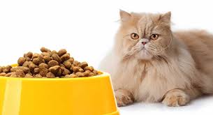 feeding a persian cat your complete diet guide