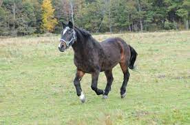 How Much Exercise For A Senior Horse Expert How To For English Riders