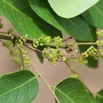 Image result for Phyllanthus muellerianus