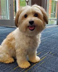 Maltese mix dogs discount for adoption