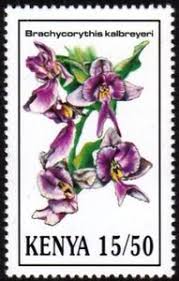 Image result for Brachycorythis kalbreyeri