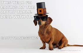 Find dachshund pictures and dachshund photos on desktop nexus. Thanksgiving Feast Fit For A Pilgrim Ammo The Dachshund