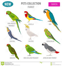 Parrot Breeds Pet Birds Parrot Birds