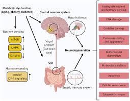 Frontiers Role Of Sirtuins In Modulating Neurodegeneration Of The Enteric Nervous System And Central Nervous System Neuroscience