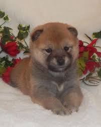 Maybe you would like to learn more about one of these? Akc Shiba Inu Puppies 21 Champions In Pedigree For Sale In Erie Kansas Classified Americanlisted Com