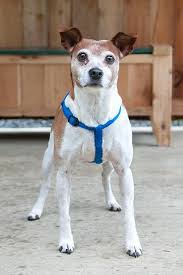 We rescue and rehome over 6000 pets each year. Petfinder Kitsap County The Y Guide