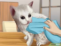 Kucing kamu baru saja melahirkan? 3 Cara Untuk Membersihkan Anak Kucing Piatu Wikihow