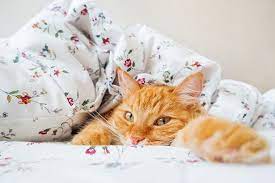 Mitunter kann es in der nacht ganz schön ungemütlich werden, etwa, wenn ihre katze auf geräusche oder lichteffekte aufmerksam wird und die neugier oder die müdigkeit siegt. Samtpfoten Kommen Gerne Zum Kuscheln Ins Bett Sollte Man Sie Lassen Scinexx De