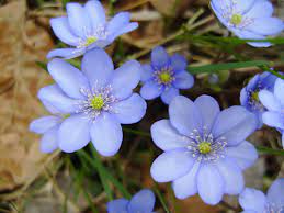 As much detail as possible is in the description of each plant. Hepatica
