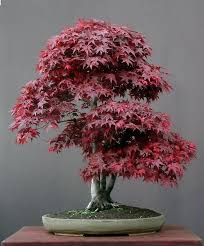 It is a beautiful sight and will add glow and charm to your house. Jy Japanese Red Maple Acer Palmatum Maple Bonsai Bonsai Tree Japanese Maple Bonsai