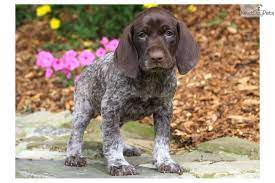 This page provides a listing of ohio german shorthaired pointer breeders. German Shorthaired Pointer Puppies For Sale Petfinder