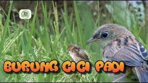 Maybe you would like to learn more about one of these? Suara Burung Cici Padi Untuk Pikat Youtube