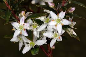 Image result for Buchnera lastii