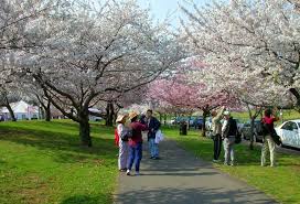 How big can the tree get? Cherry Blossom In New Jersey More Than 5 000 Cherry Trees
