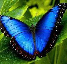Pin De Ulker Tek En Awesome Butterfly Love Imagenes De Mariposas Fotos De Mariposas Mariposa Azul