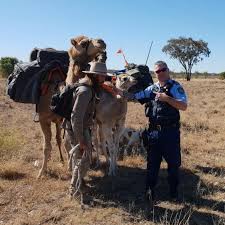 But i am fairly sure that the clue is in the 'blue'. Happy Hump Day From Boggabilla Nsw Police Force Facebook