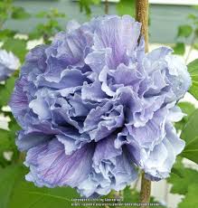The papery, single petaled blooms are similar in appearance to a hibiscus and range in color from blue to magenta to white. Roses Of Sharon Plant Care And Collection Of Varieties Garden Org