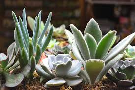 Por que trocar o vaso preto plástico das suculentas pendentes. Crassulaceae Caracteristicas Especies Cuidados Doencas Maestrovirtuale Com