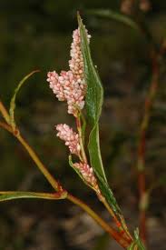 Image result for Persicaria strigosa