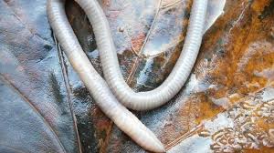 Little black worms in bathroom sink artcomcrea. Spiritual Meaning Of Worms In The Dream Evangelist Joshua Orekhie