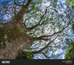 Check spelling or type a new query. Guanacaste Tree Image Photo Free Trial Bigstock