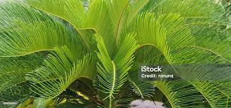 Image result for Cycadaceae