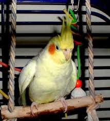Cockatiels Pet Birds Cockatiel Parrot