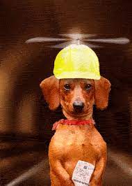 Nj611q1phvy Gif 280 392 Dachshund Puppies Dachshund Pictures Dachshund Puppies For Sale