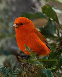 Image result for Tetradenia galpinii