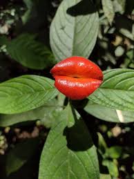 Image result for Psychotria auxopoda