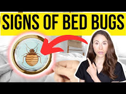 Image result for bed bugs