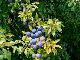 We also have free shipping on select quart size, 1 year potted blueberry and raspberry plants. How To Care For Blueberry Bushes Dengarden