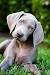 Brown Vanarama Dog