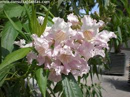 Image result for Podranea brycei