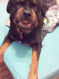 A face only a mother could love ❤#teefchallenge