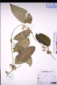 Image result for Cynanchum praecox