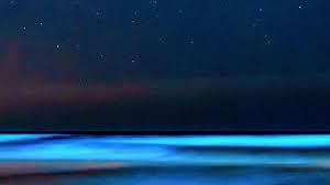 Low levels of red tide conditions reported beachgoers like jessica chilton say it was a fun day out on the water albeit a bit foul smelling. Bioluminescence From Red Tide Algae Bloom Literally Lighting Up San Diego Waves At Night Cbs News