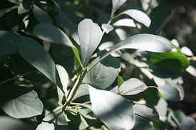 Image result for Pavetta gardeniifolia